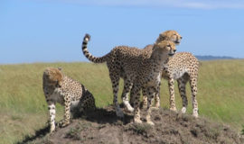Masai Mara Safari Tours, Masai Mara Safari, Masai Mara National Reserve, Masai Mara