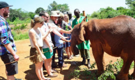 David Sheldrick Elephant Orphanage and Giraffe Center Day Tour