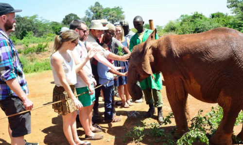 David Sheldrick Elephant Orphanage and Giraffe Center Day Tour