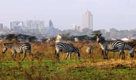 Nairobi National Park, Elephant Orphanage and Giraffe Center Day Tour