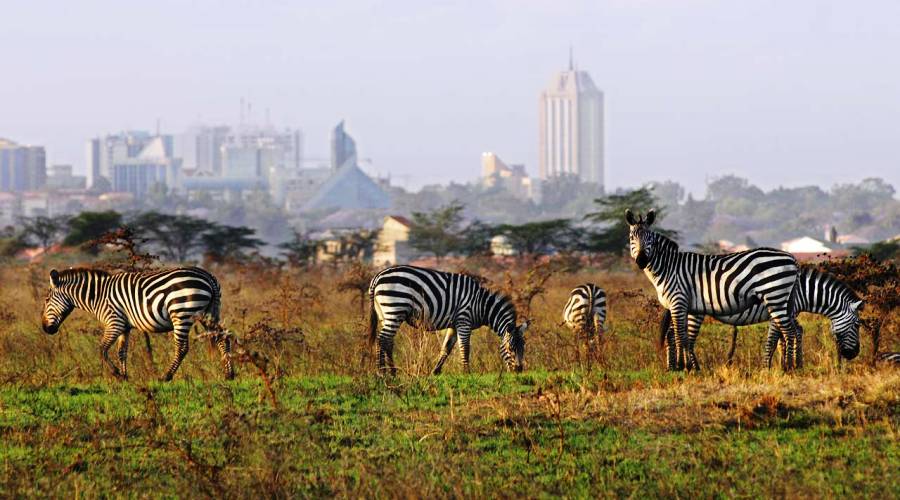Nairobi National Park, Elephant Orphanage and Giraffe Center Day Tour