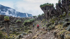 10 Days Mount Kilimanjaro Climbing: Lemosho Route
